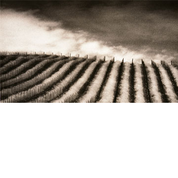 B&W Vineyard