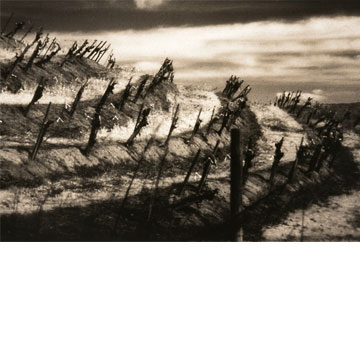 B & W Vineyard