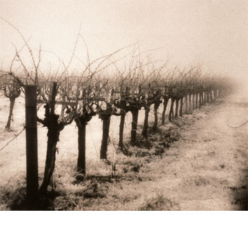 B & W Vineyard