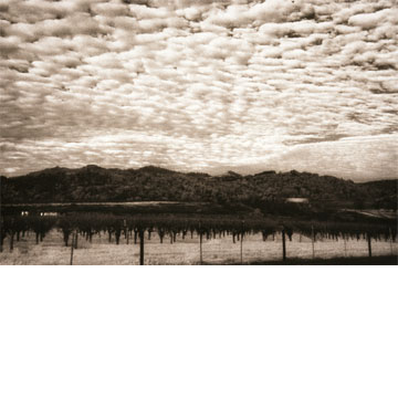 B & W Vineyard