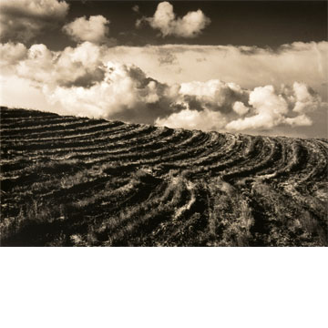 B & W Vineyard