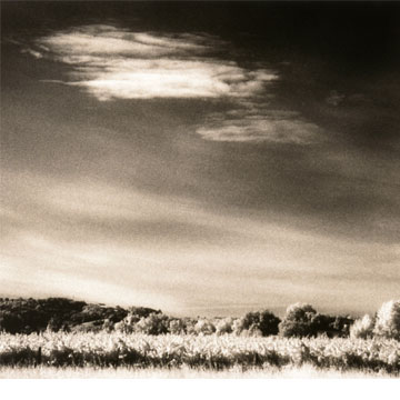 B & W Vineyard