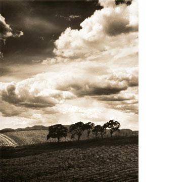 B & W Vineyard