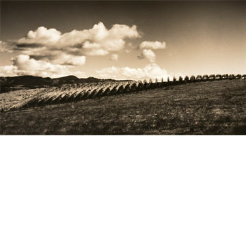 B & W Vineyard